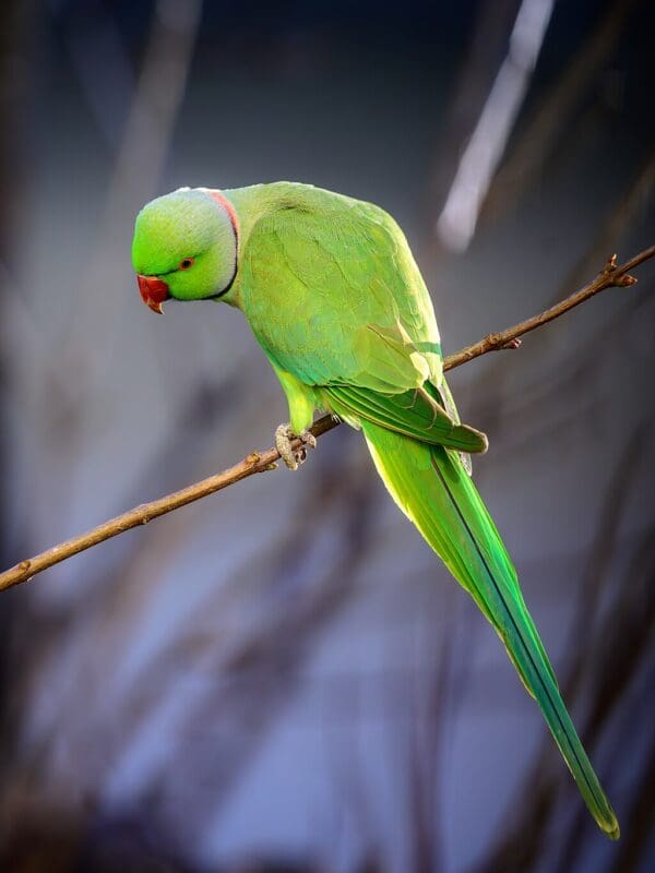A wild Rose-ringed Parakeet perches on a twig