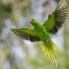 A wild female Rose-ringed Parakeet takes flight