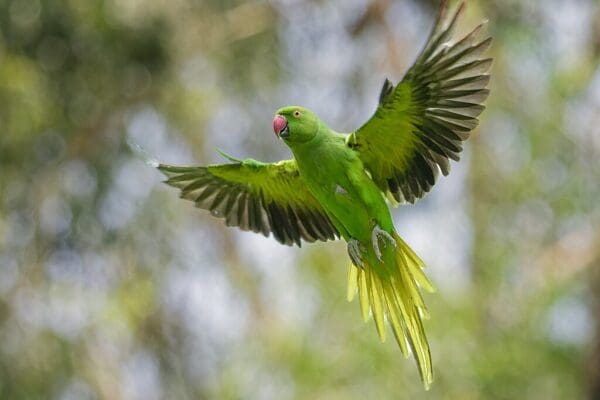 A wild female Rose-ringed Parakeet takes flight