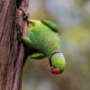 A wild Rose-ringed Parakeet clings to a tree trunk