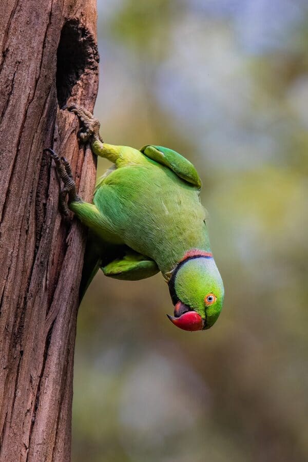 A wild Rose-ringed Parakeet clings to a tree trunk