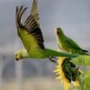 Wild Rose-ringed Parakeets at sunflower