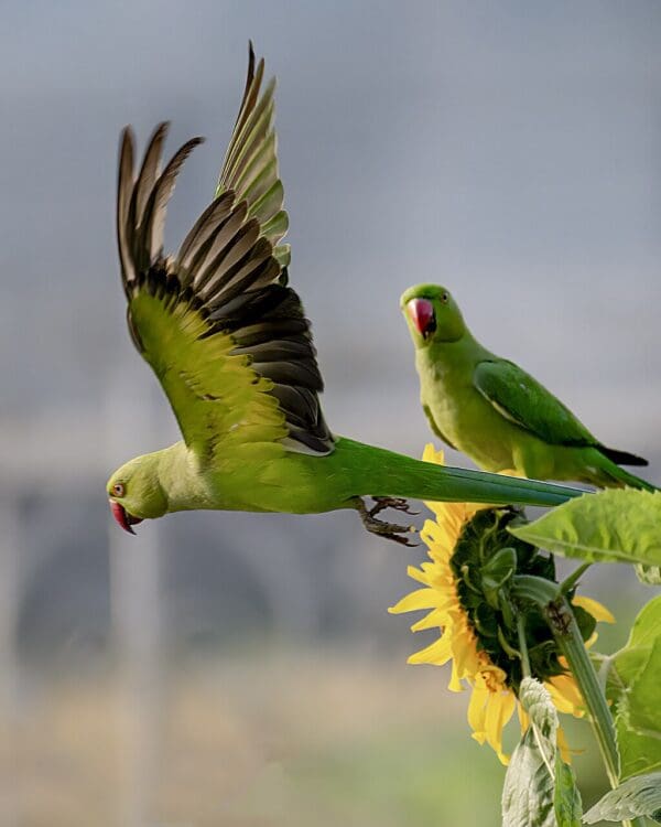 Wild Rose-ringed Parakeets at sunflower