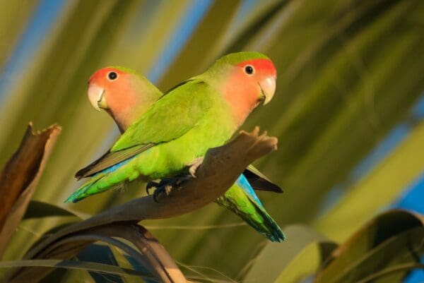 Wild Rosy-faced Lovebirds perch in a tree