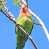 © Alan Schmierer Public Domain via Flickr A wild Rosy-faced Lovebird perches on a branch