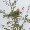 A wild Rosy-faced Lovebird perches in a thorny tree