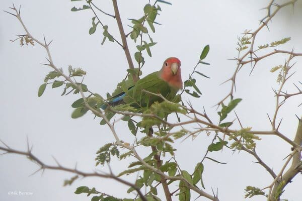 A wild Rosy-faced Lovebird perches in a thorny tree