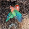 © Nina R CC BY 4.0 via Flickr Wild Rosy-faced Lovebirds perch in a nest