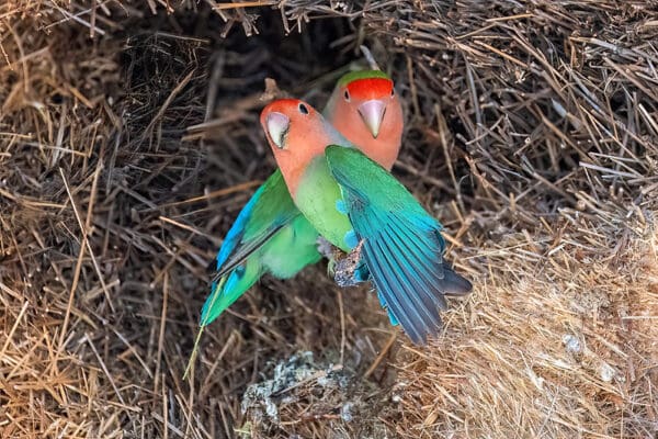 Wild Rosy-faced Lovebirds perch in a nest