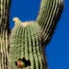 © Joe Schallan CC BY-NC-ND 2.0 via Flickr Feral Rosy-faced Lovebirds nest in a cactus in Arizona