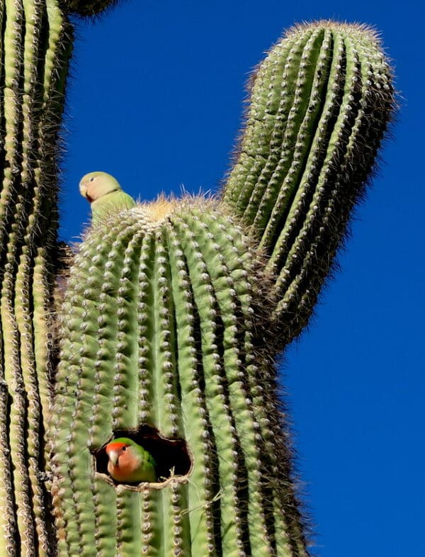 Feral Rosy-faced Lovebirds nest in a cactus in Arizona