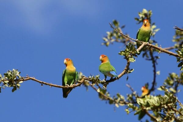 Feral Rosy-faced Lovebirds perch in a tree