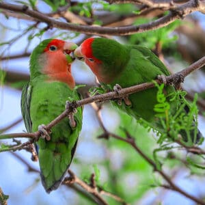 Rosy-faced Lovebird