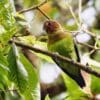 A wild Rusty-faced Parrot perches in a tree