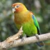A wild Rusty-faced Parrot perches on a branch