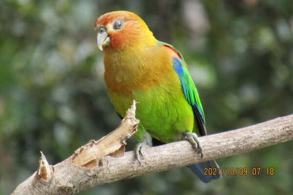 A wild Rusty-faced Parrot perches on a branch