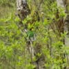 A wild Saffron-headed Parrot investigates an nest cavity