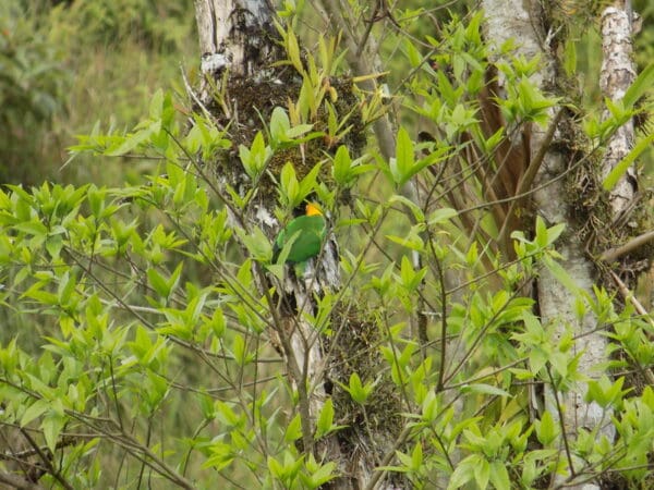 A wild Saffron-headed Parrot investigates an nest cavity
