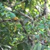 A wild Saffron-headed Parrot climbs in a tree