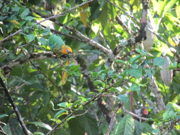 A wild Saffron-headed Parrot climbs in a tree