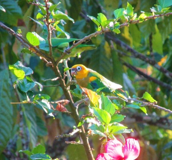 A wild Saffron-headed Parrot perches in a tree