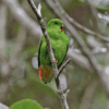 A wild female Sangihe Hanging Parrot perches on a branch