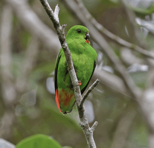A wild female Sangihe Hanging Parrot perches on a branch