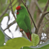 A wild male Sangihe Hanging Parrot perches in a tree