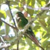 A wild Santa Marta Conure perches in a tree