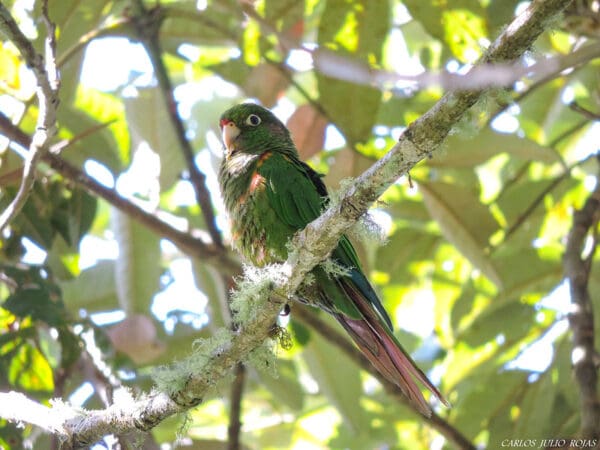 A wild Santa Marta Conure perches in a tree