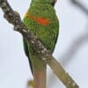 A wild Santa Marta Conure perches on a branch
