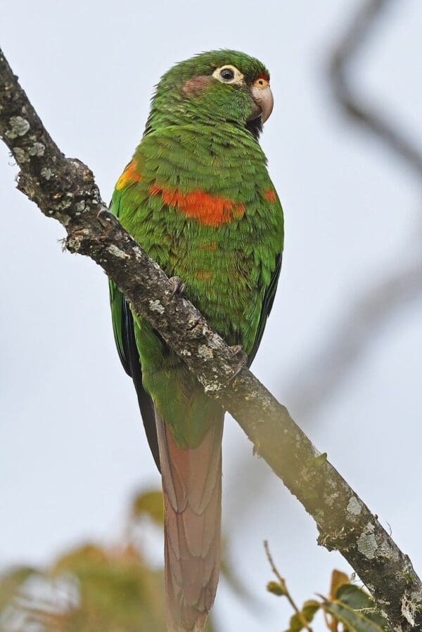 A wild Santa Marta Conure perches on a branch