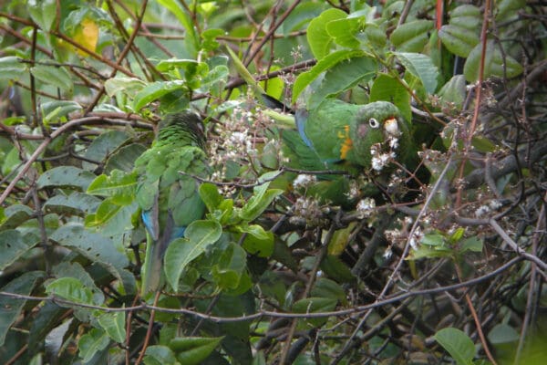 Wild Santa Marta Conures forage in a tree