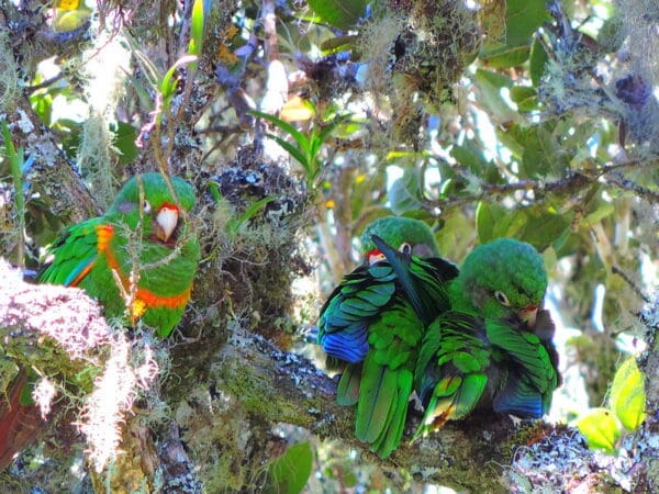Wild Santa Marta Conures preen