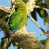 A wild Santa Marta Conure perches on a limb