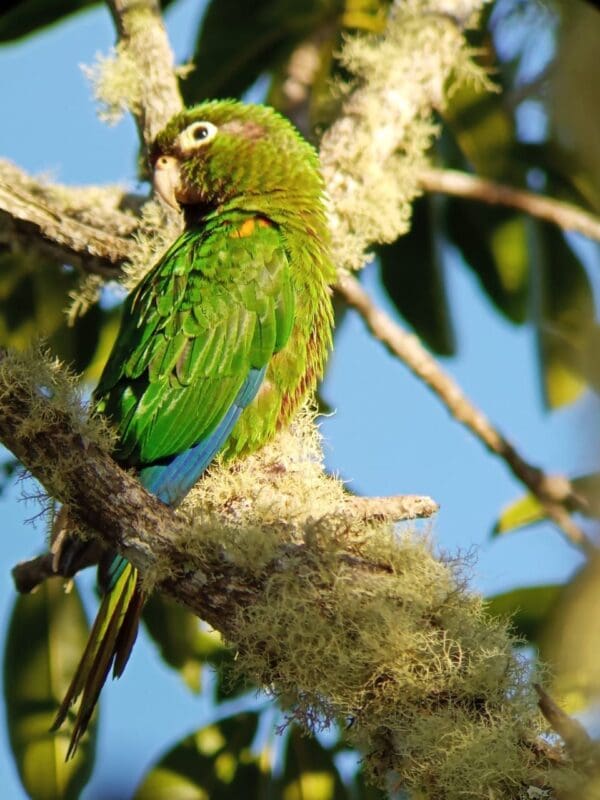 A wild Santa Marta Conure perches on a limb