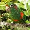 A wild Santa Marta Conure perches in a tree