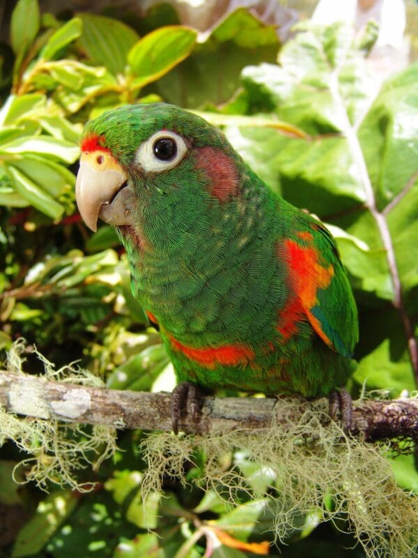 A wild Santa Marta Conure perches in a tree