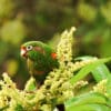 A wild Santa Marta Conure perches in a flowering tree