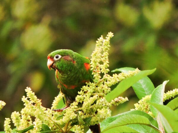 A wild Santa Marta Conure perches in a flowering tree