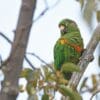 A wild Santa Marta Conure perches on a branch