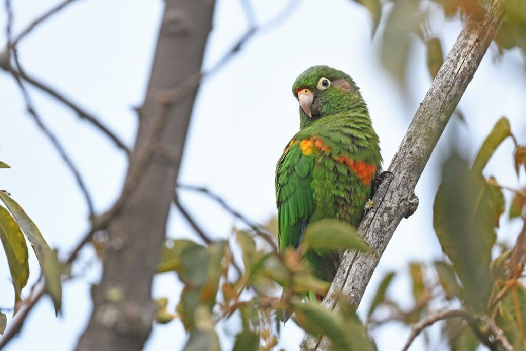A wild Santa Marta Conure perches on a branch