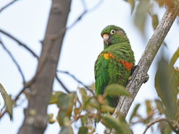 Santa Marta Conure Conservation and Research