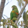 A wild Santa Marta Conure perches on a branch