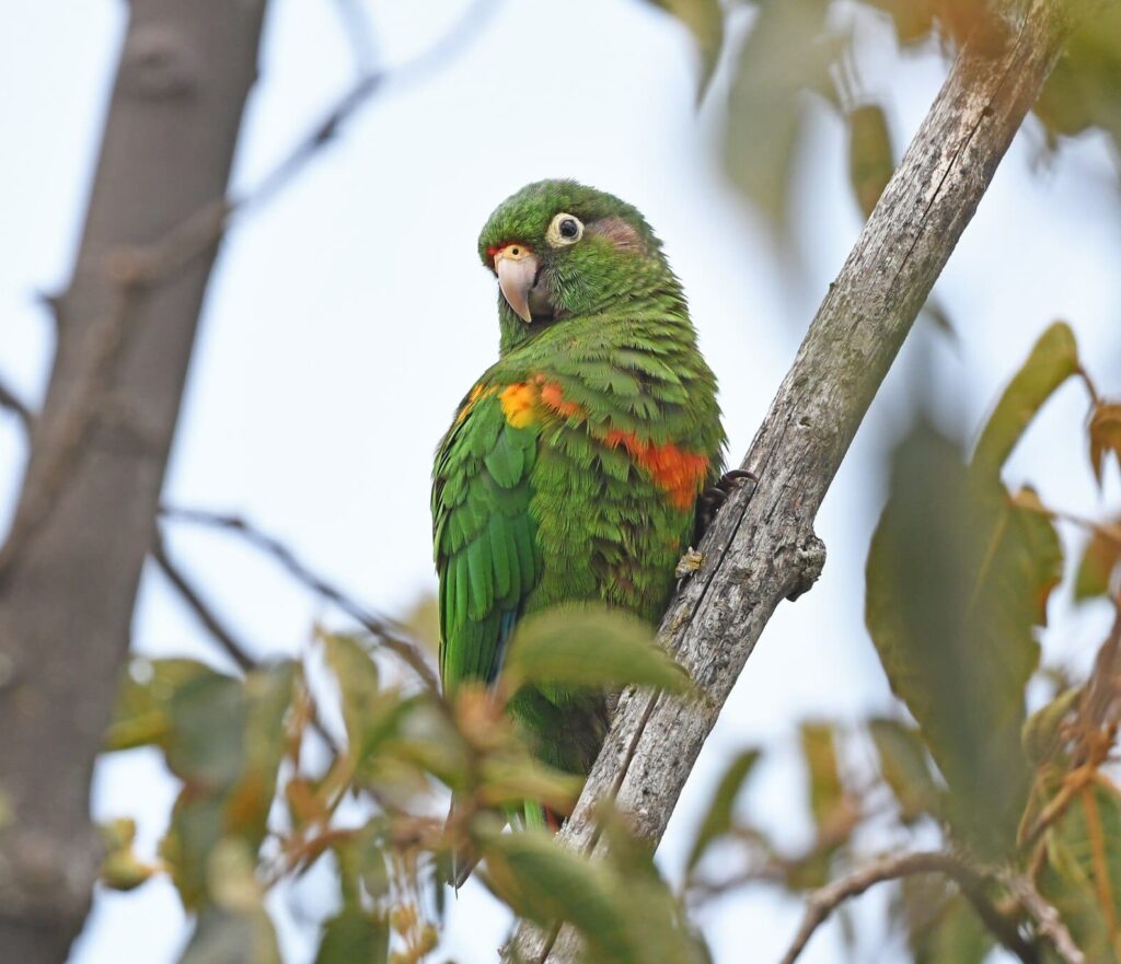 A wild Santa Marta Conure perches on a branch