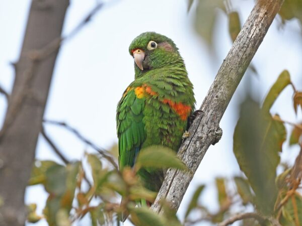 Santa Marta Conure Conservation and Research