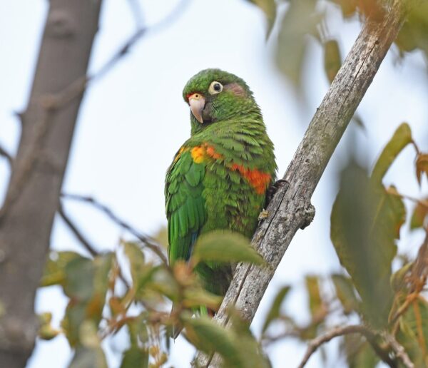 A wild Santa Marta Conure perches on a branch