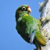 A wild Santa Marta Conure clings to a tree branch