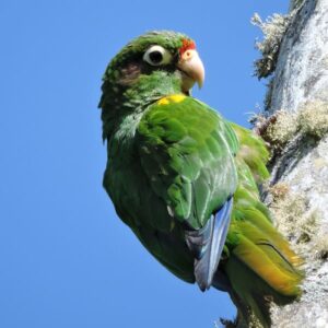 A wild Santa Marta Conure clings to a tree branch