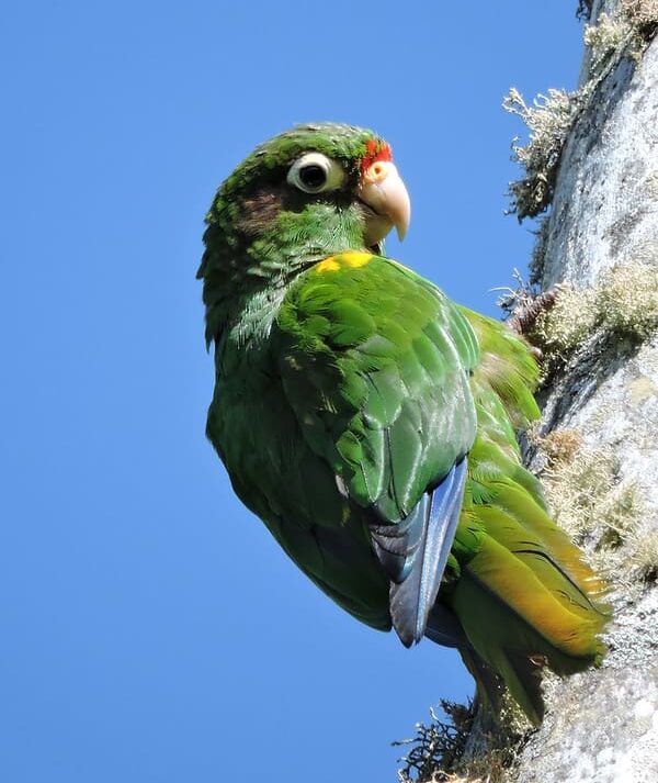 A wild Santa Marta Conure clings to a tree branch
